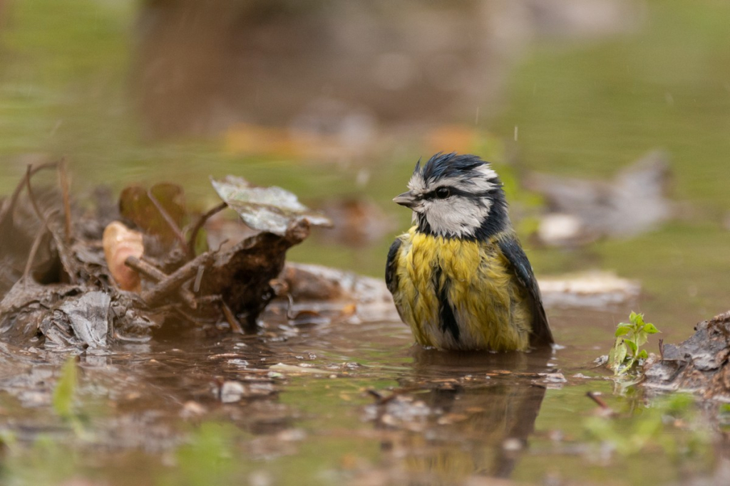 bain oiseau